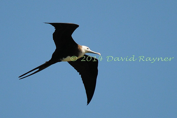 magnificent frigatebird (27)