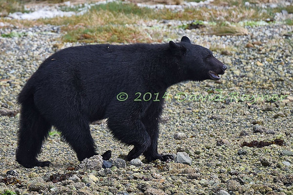 Bear, Black (16)