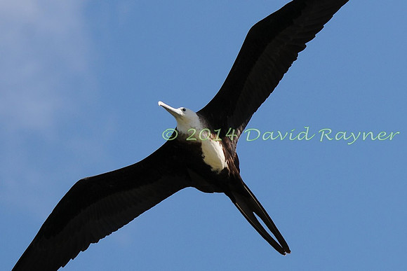 magnificent frigatebird (23)