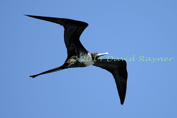 magnificent frigatebird (13)