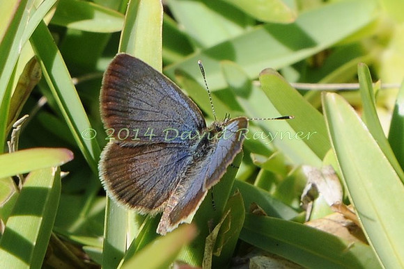 Blue, African Grass